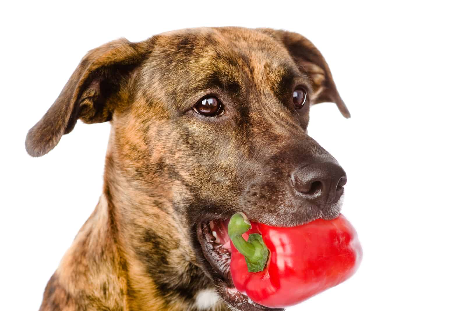 brown dog holds a red pepper in his mouth