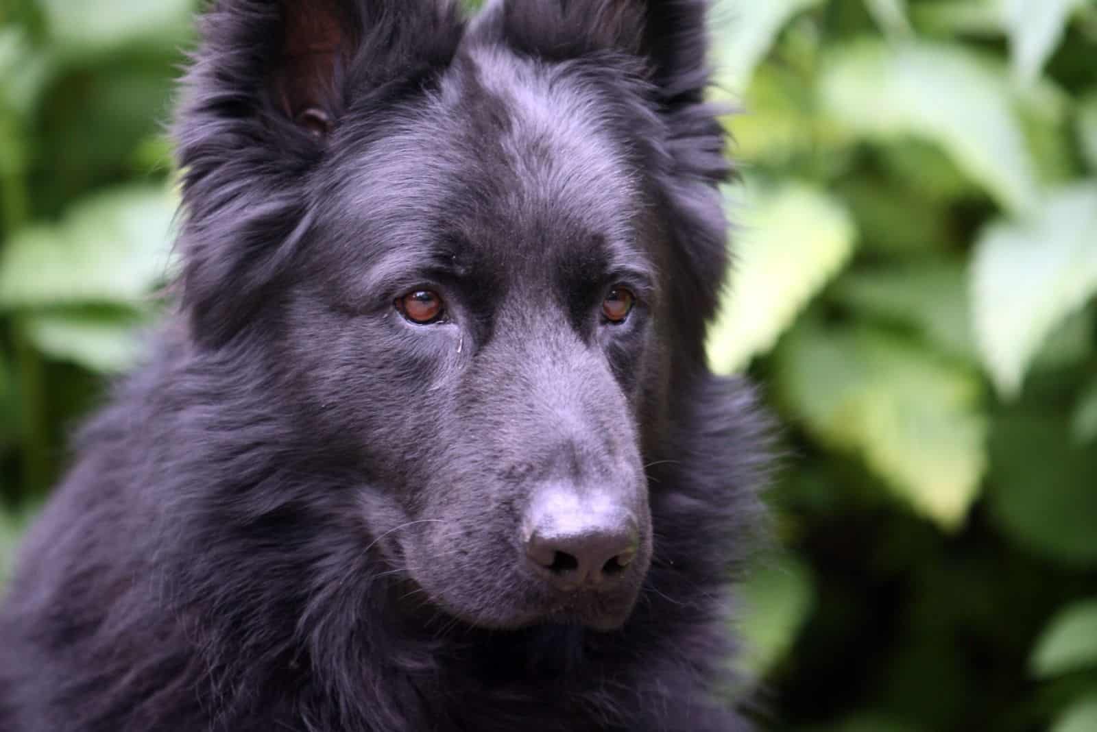 calm german shepherd looking away with plant background in a headshot