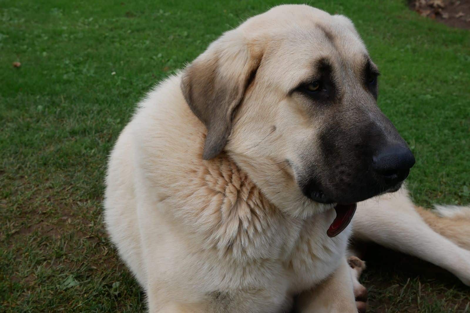 calm mastiff dog lying down on the ground