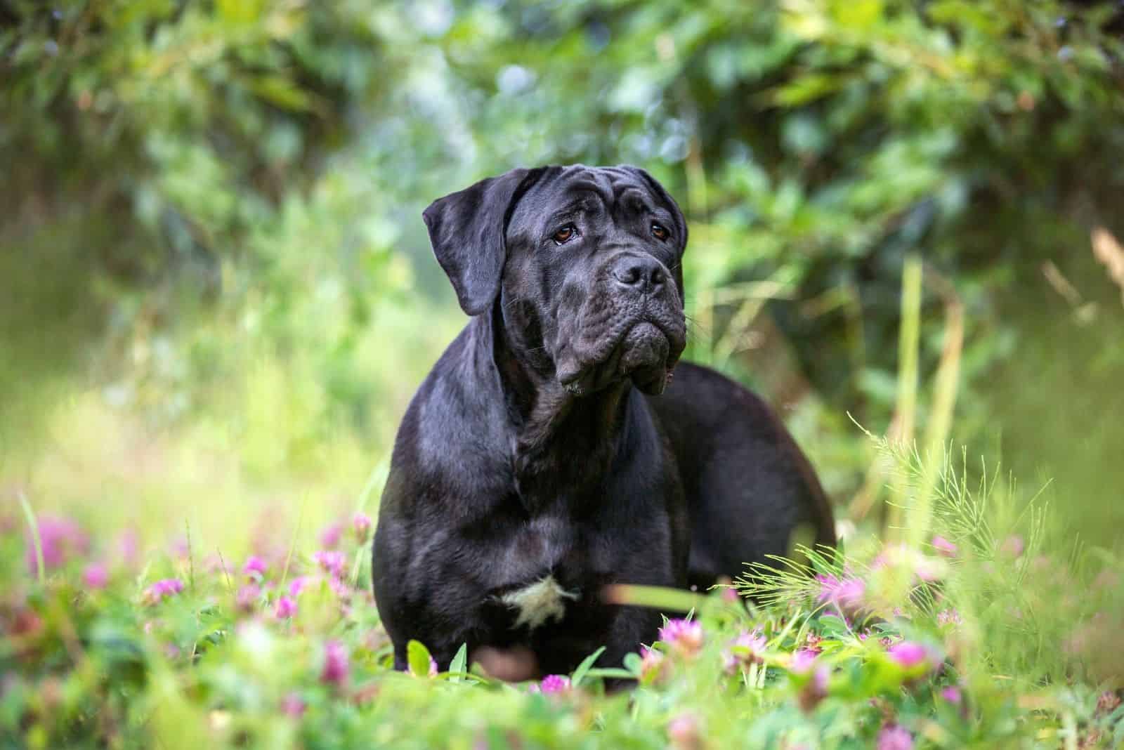 cane corso dog walking in the garden outdoors