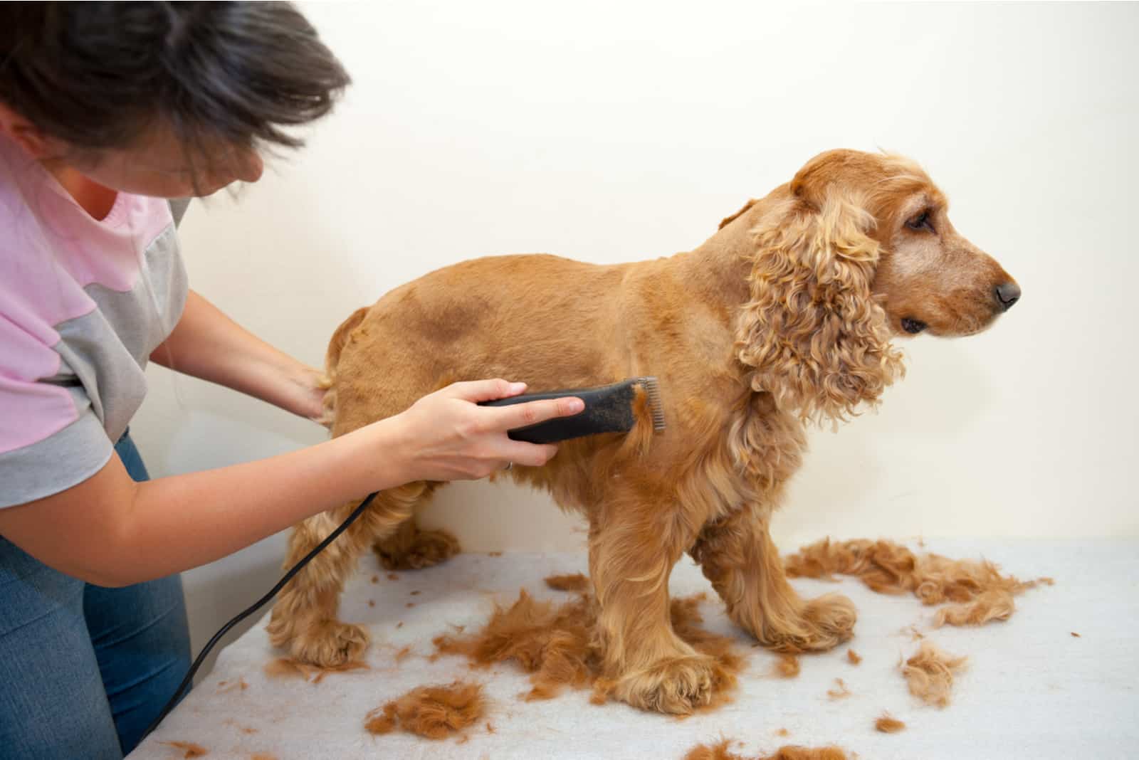 cocker spaniel getting new haircut