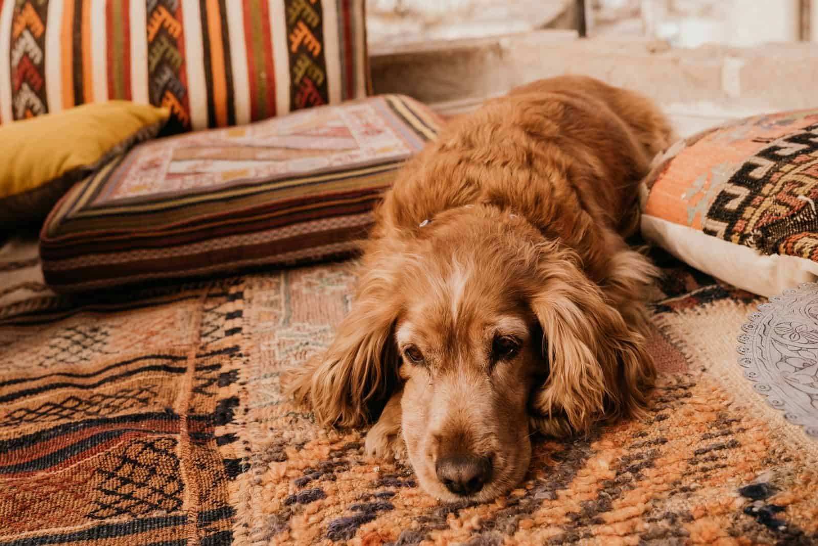 cocker spaniel laying down on the turkish inspired livingroom