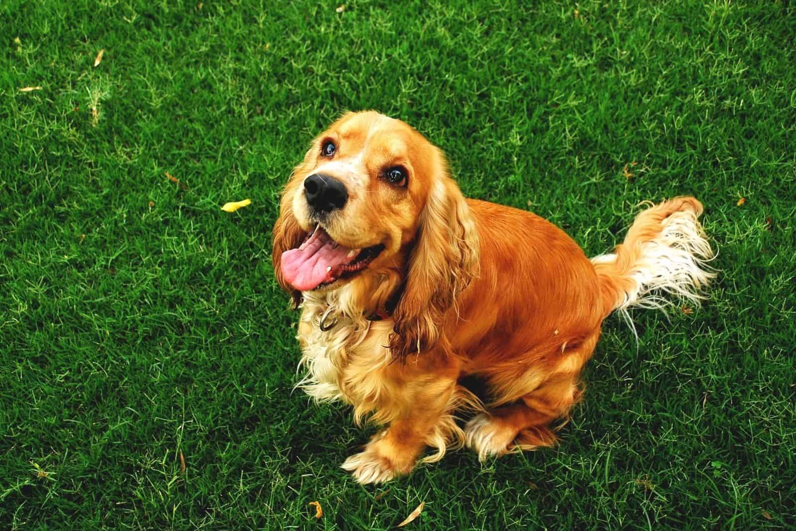 cocker spaniel with intact tail sitting on the grass looking upwards at the camera on high angle