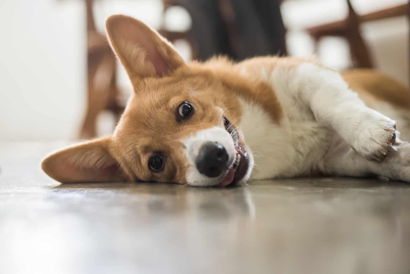 corgi lies on the floor