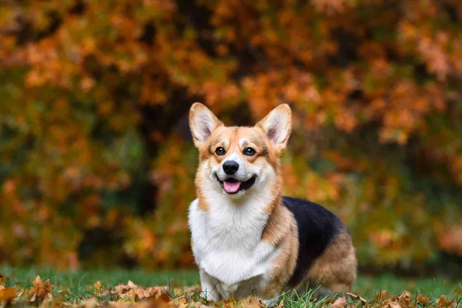 corgi stands in the park