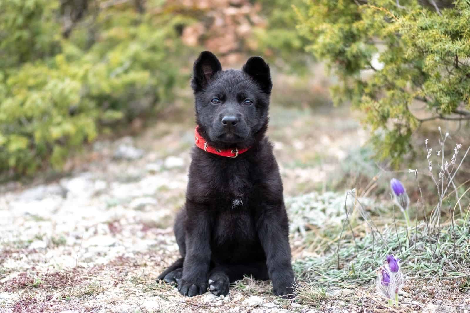 cute blue german shepherd standing outdoors with a red collar