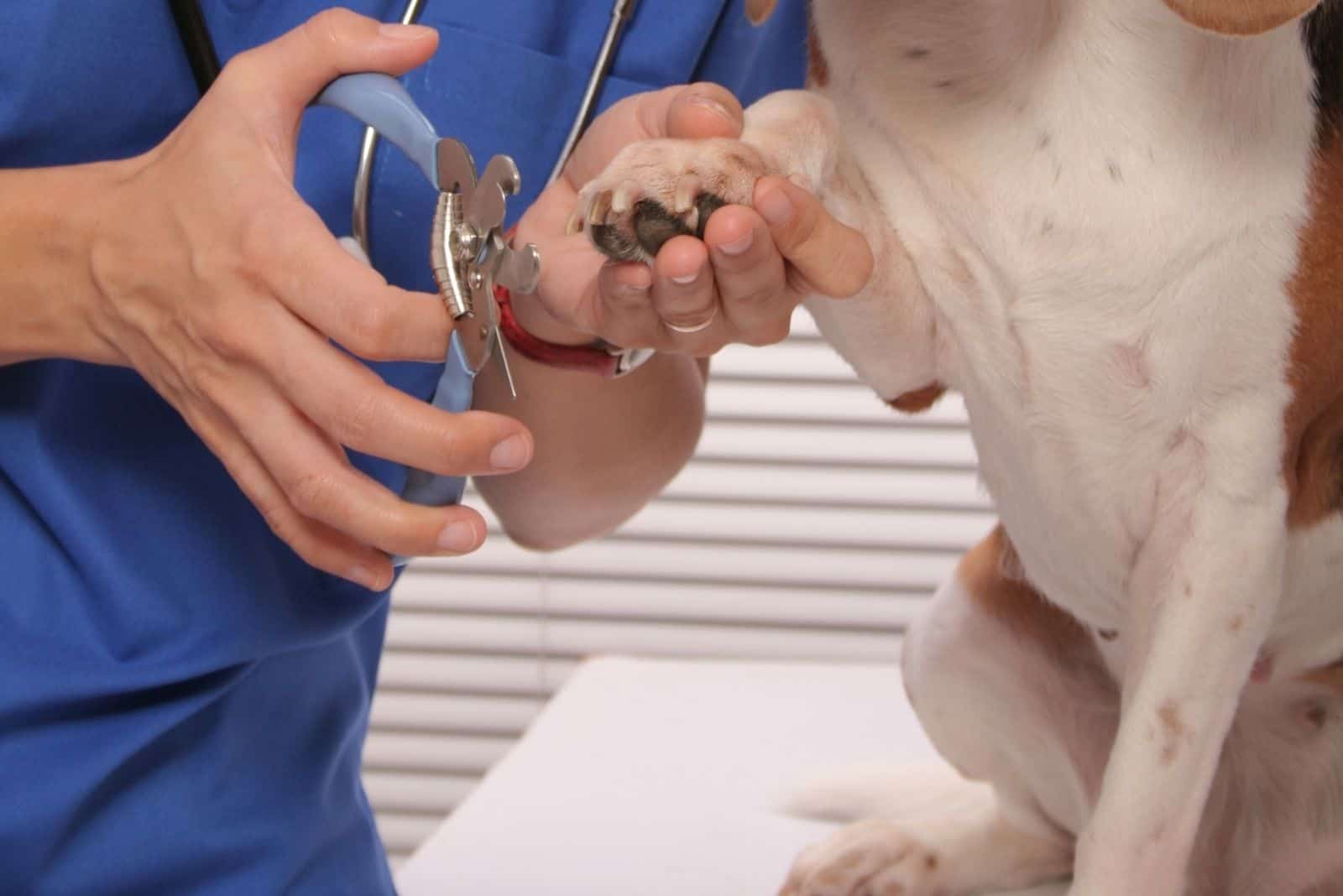 cute dog getting her claws trimmed by a veterinarian in the clinic