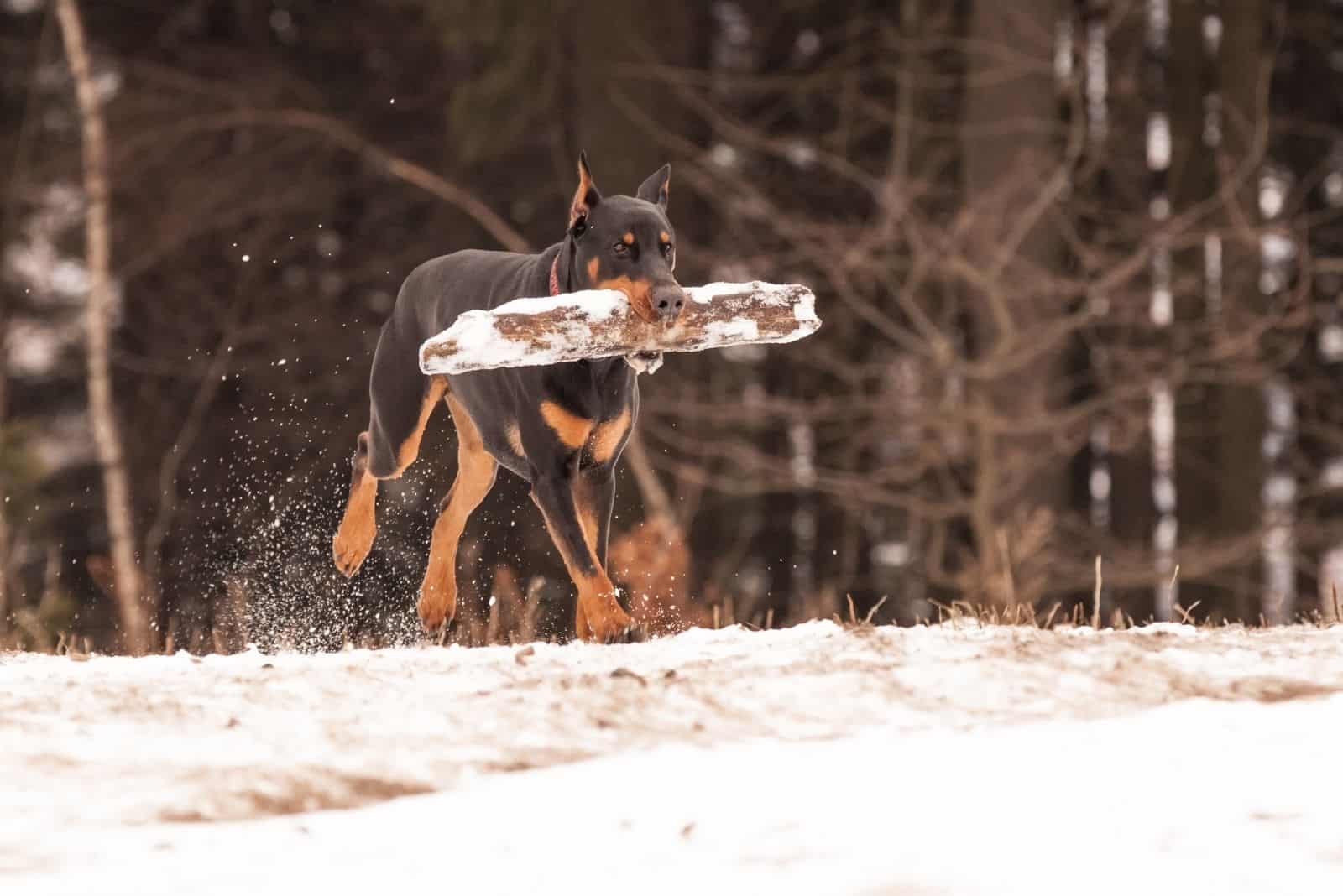 doberman sony walking with his stick in the mouth in the snow