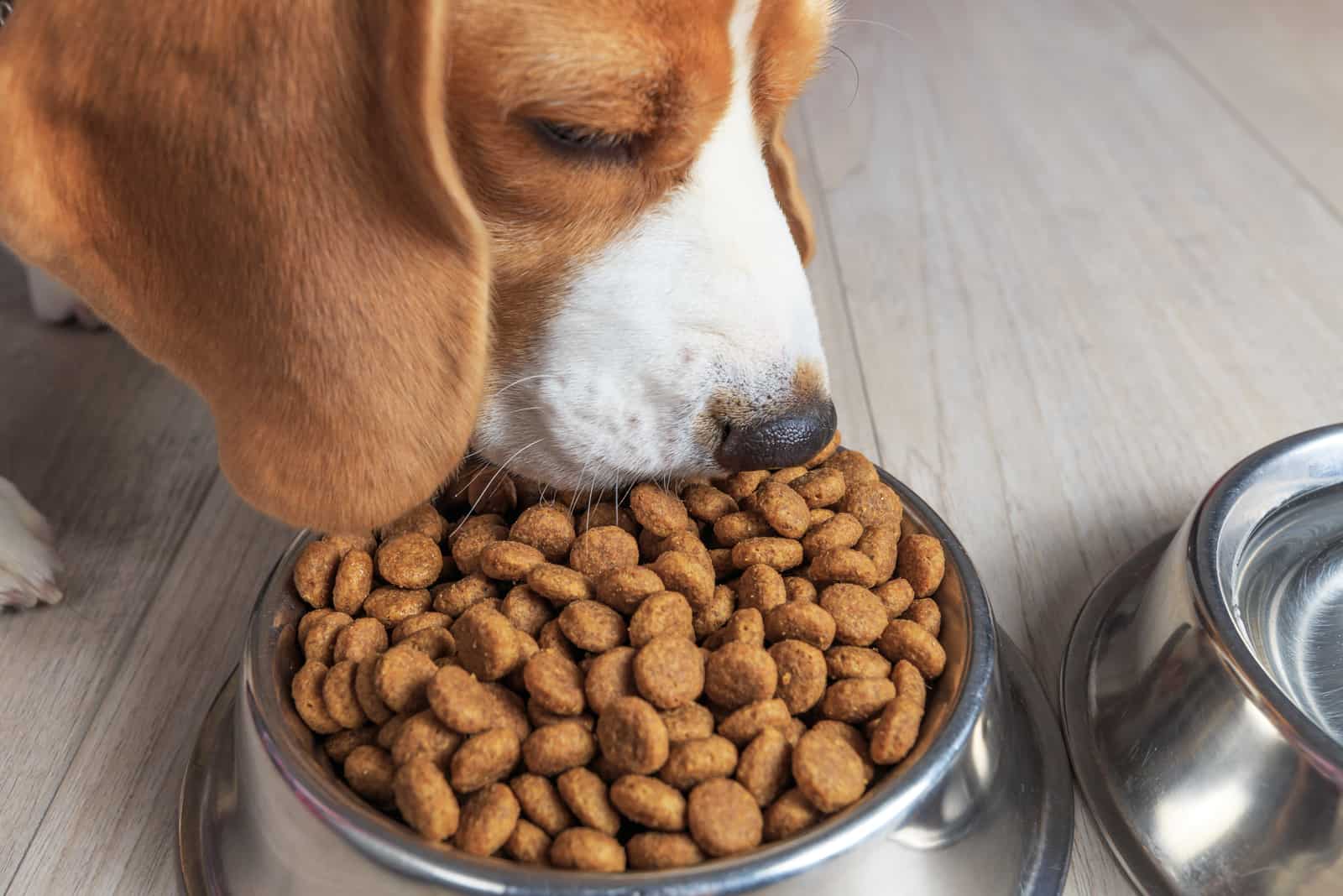 dog eating tasty food from bowl