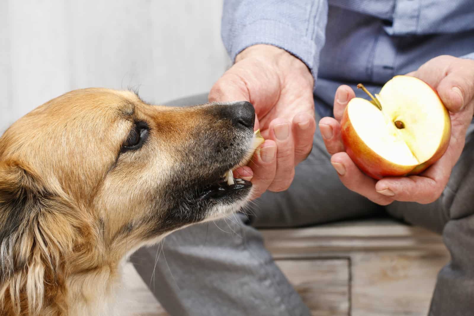 dog eats an apple from the hand of a man