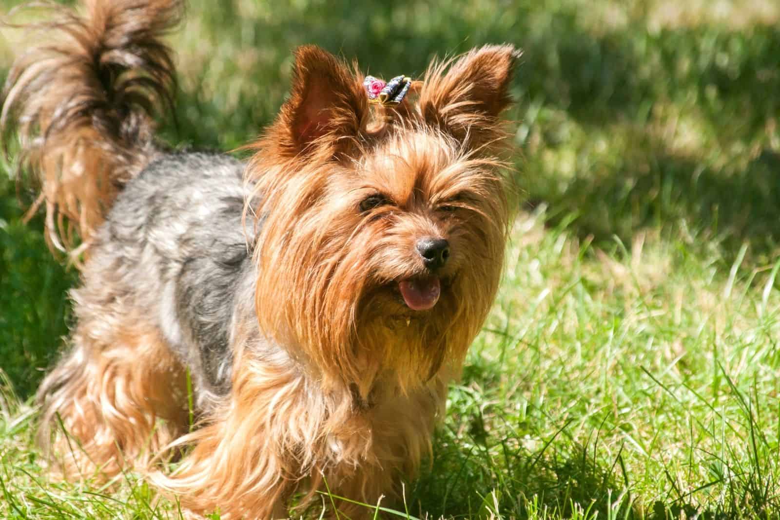 female yorkshire terrier walking outdoors with green grasses and plants