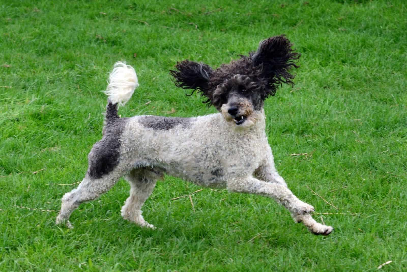 flying parti poodle paying in the lawn outdoors