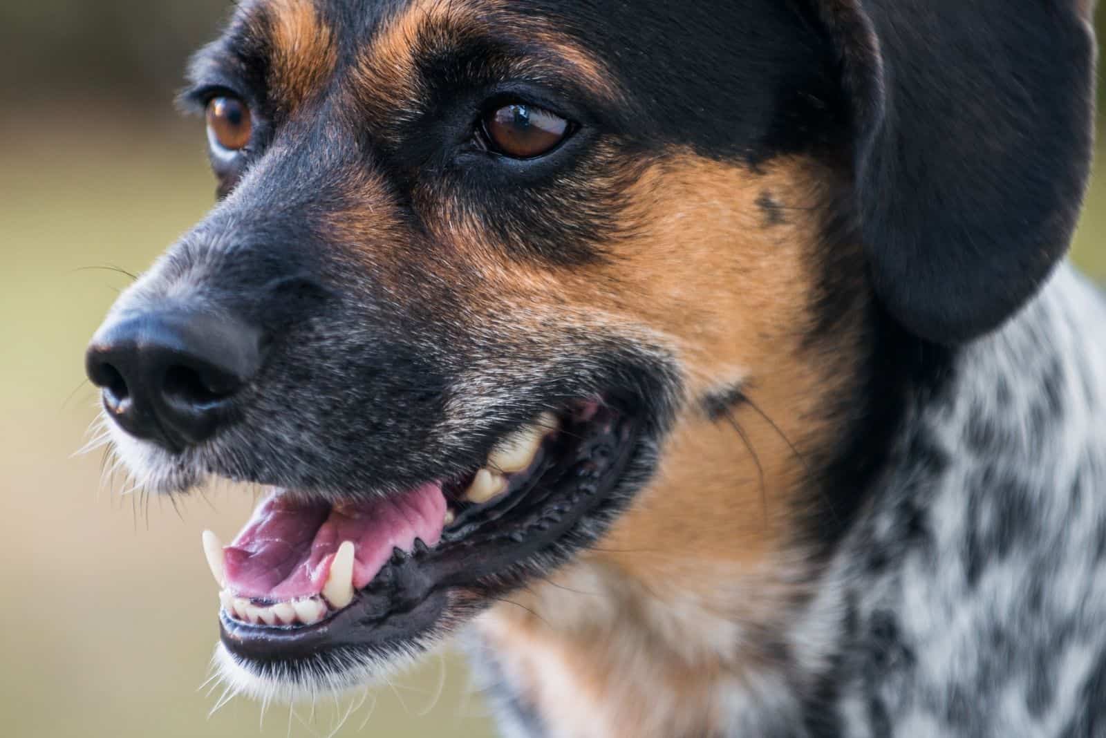 focus photography of a dog blue tick beagle mix dog