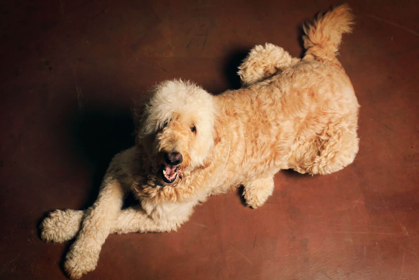 golden doodle laying with arms crossed on the floor