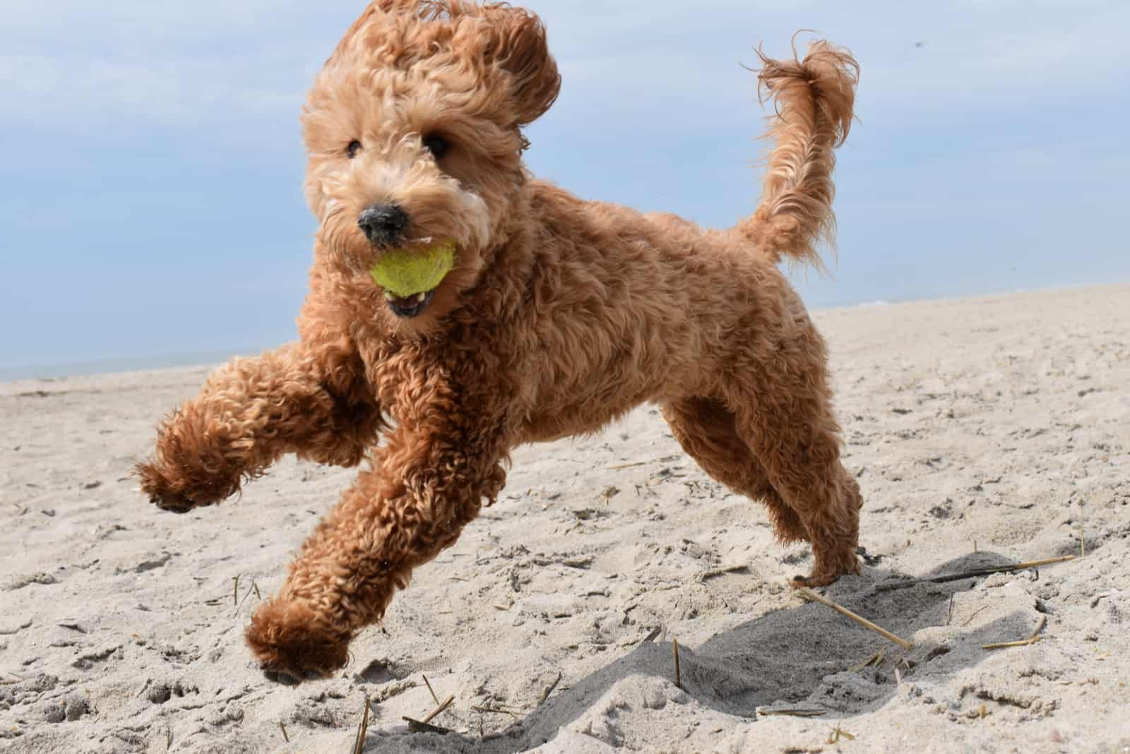 golden doodle puppy playing with ball on beach