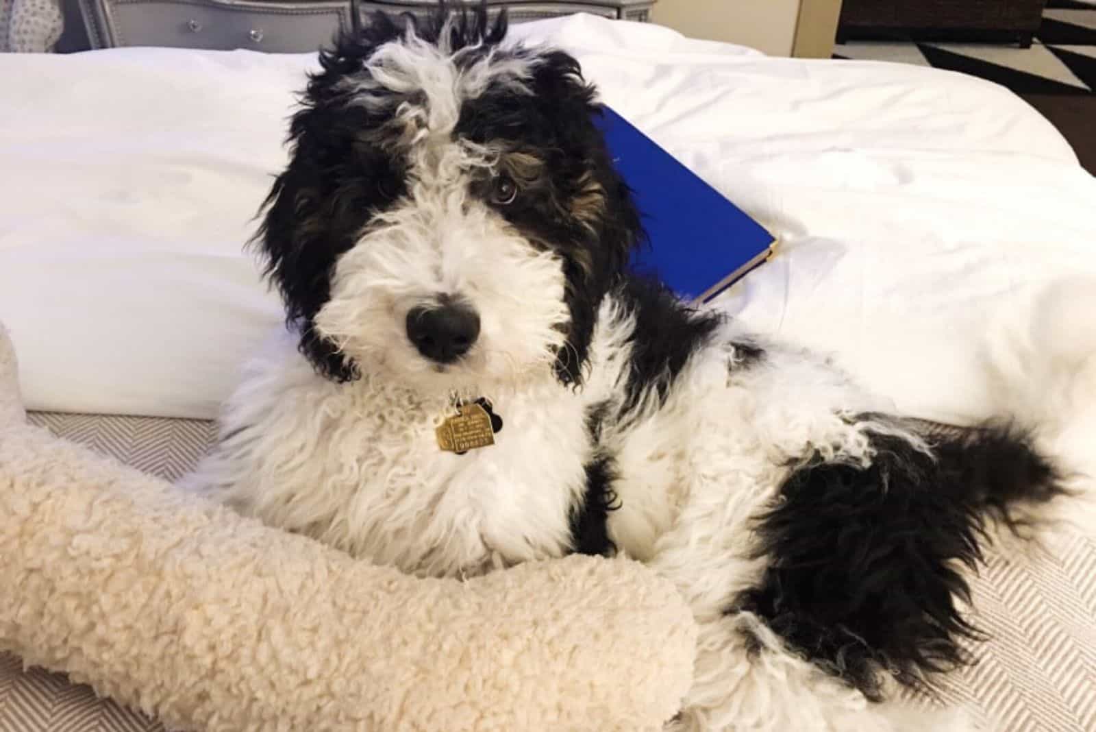 golden mountain doodle lying on the bed