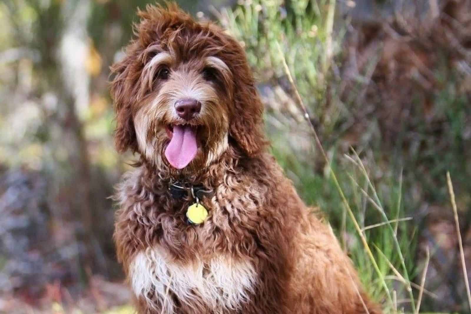 golden mountain doodle sitting tongue out