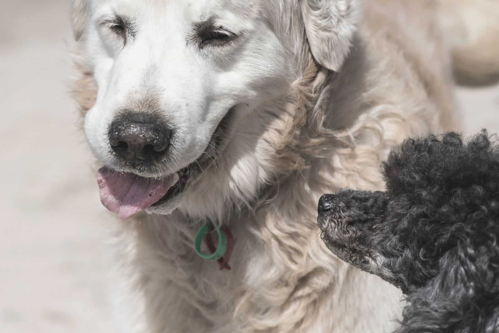 golden retriever and a poodle meeting at the beach