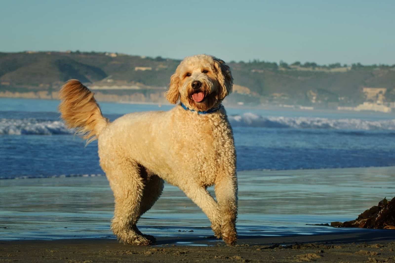 goldendoodle dog outdoor with the ocean as the background