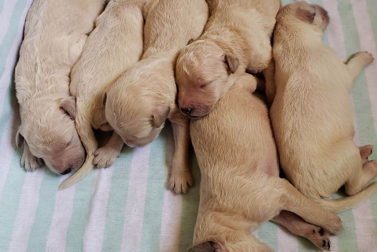 goldendoodle puppy litter a few weeks old