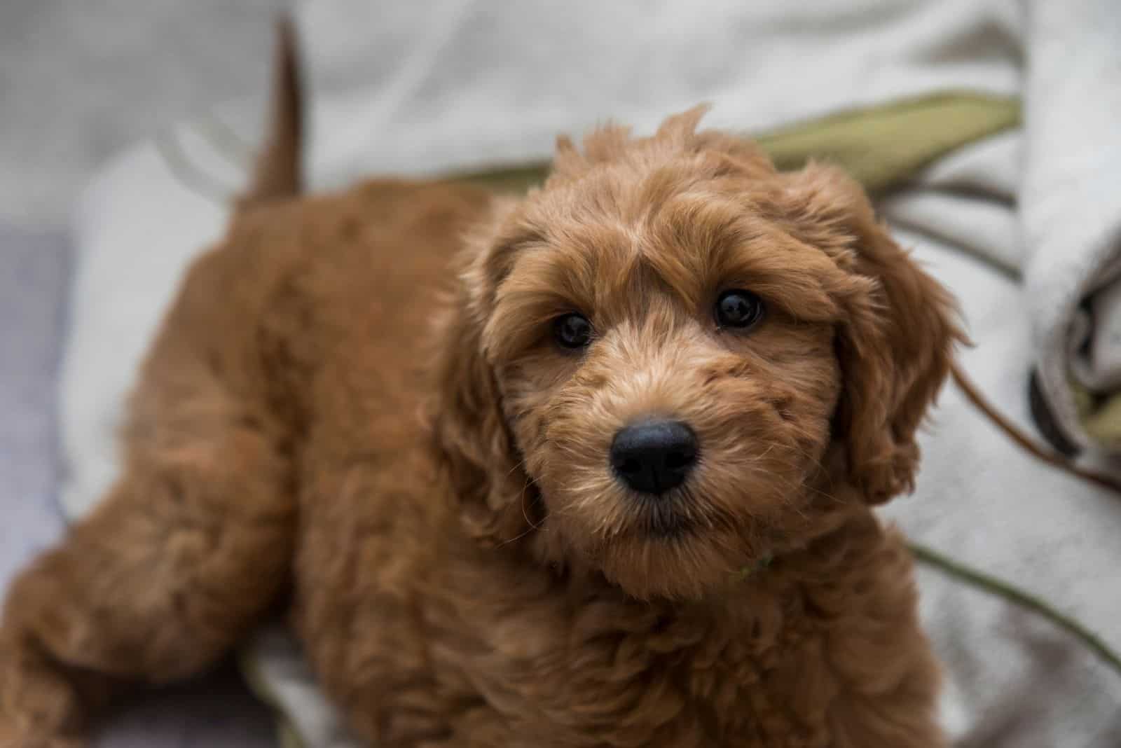 goldendoodle puppy relaxiing in bed at home