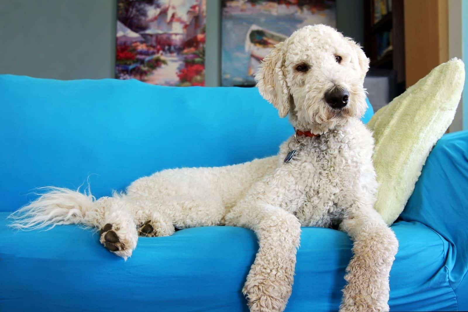 goldendoodle sitting on couch with blue color inside livingroom