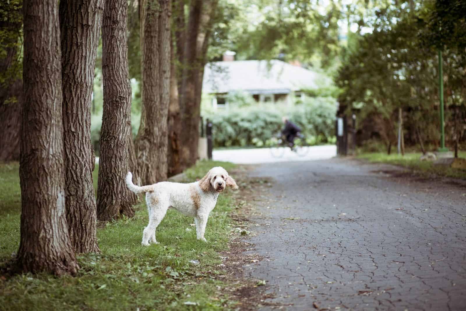 goldendoodle standing beside the road near the many trees