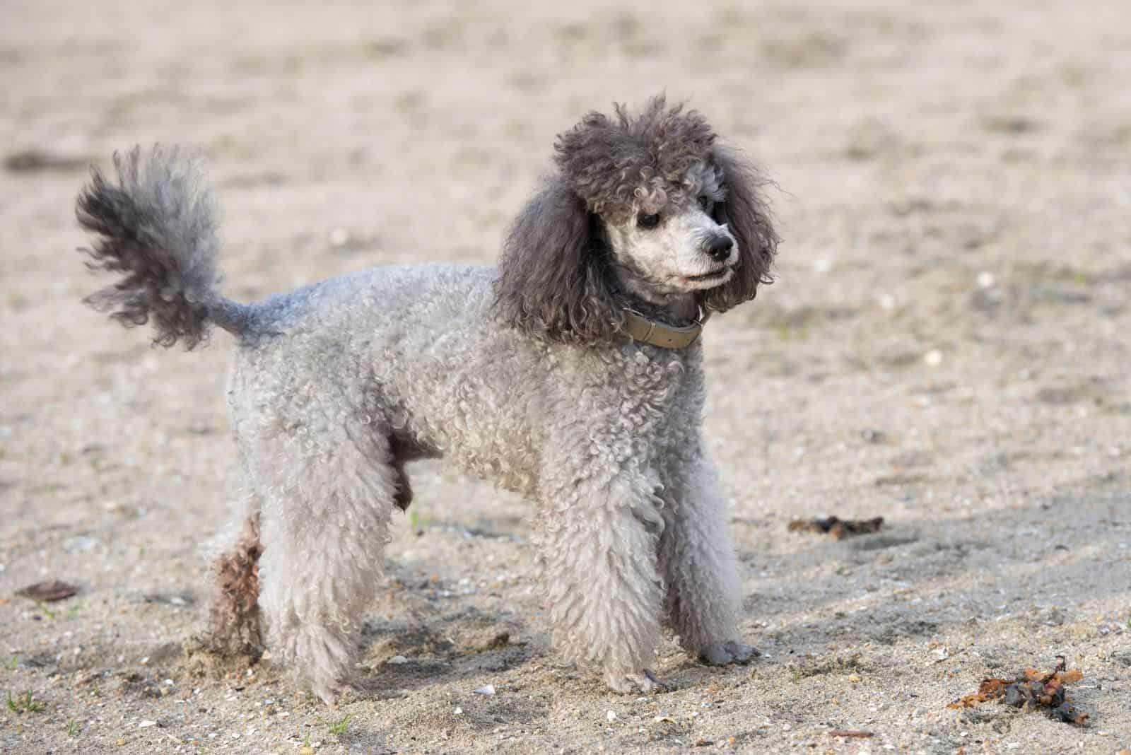 gray colored poodle walking outdoors