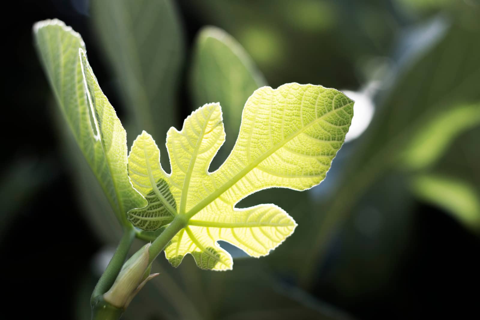 green fig leaf