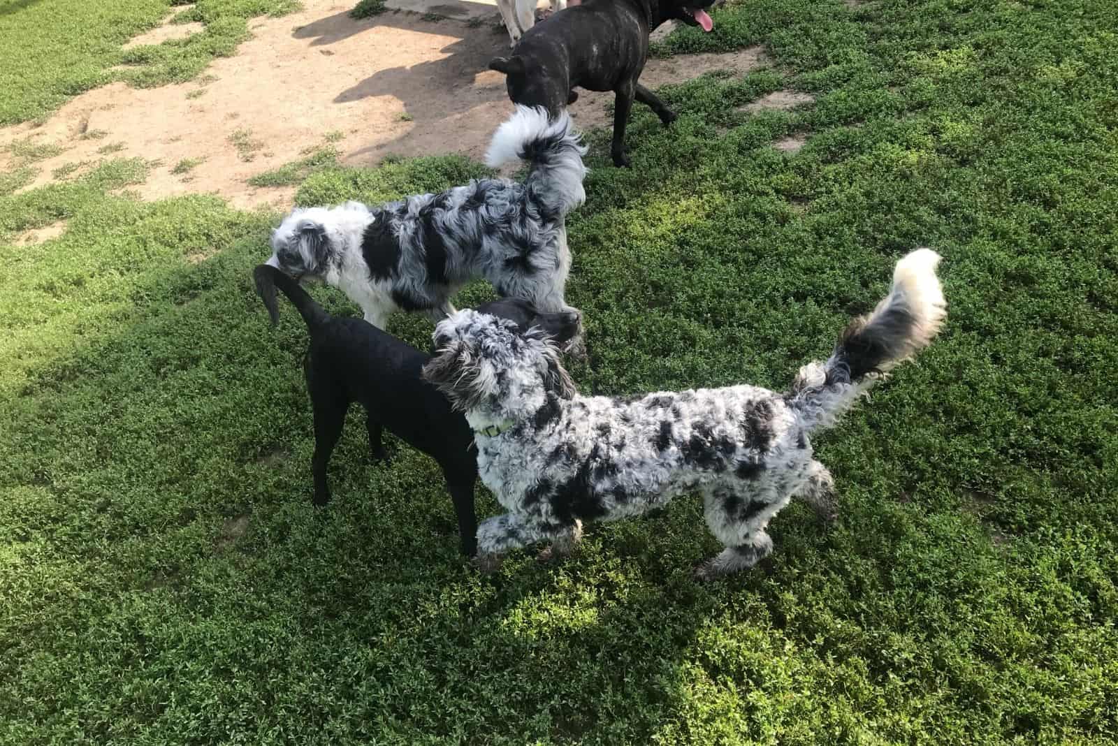 group of mixed poodles merle and mixed breed on the lawn in a high angle