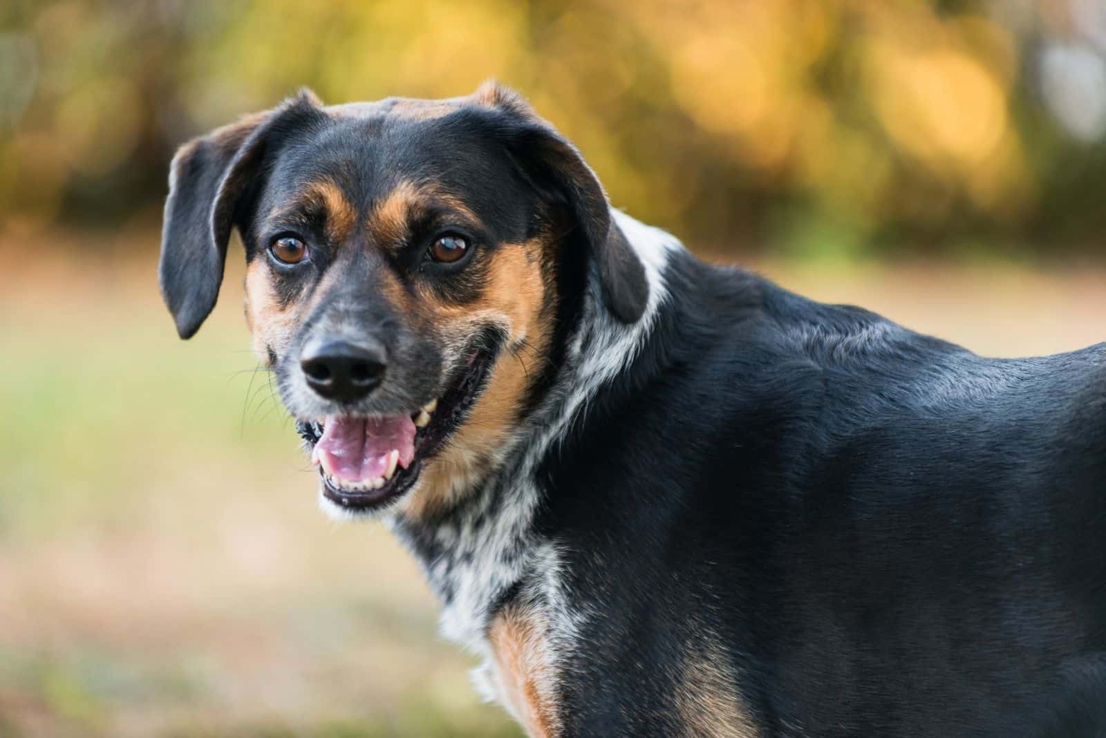 half body shot of a blue tick beagle looking back at the camera