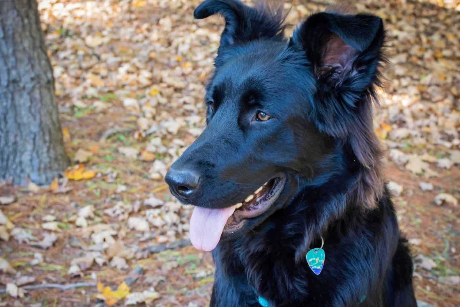 happy german shepherd with togue hanging out sitting outdoors