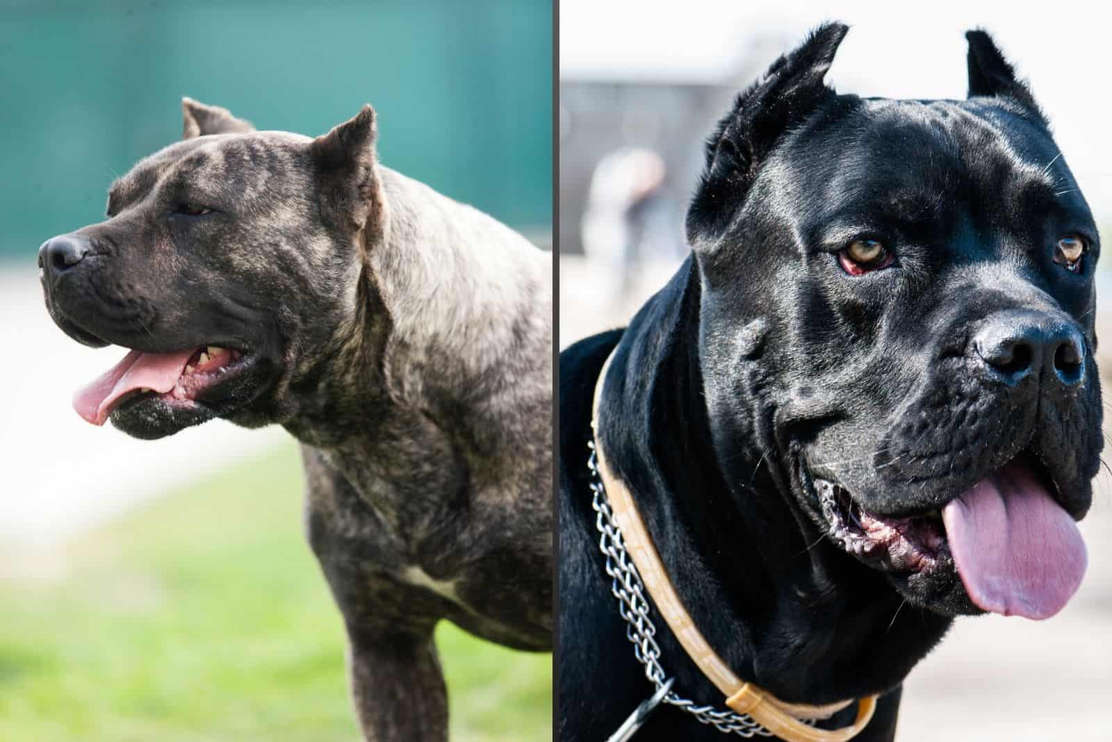 images of presa canario and a black cane corso placed side by side