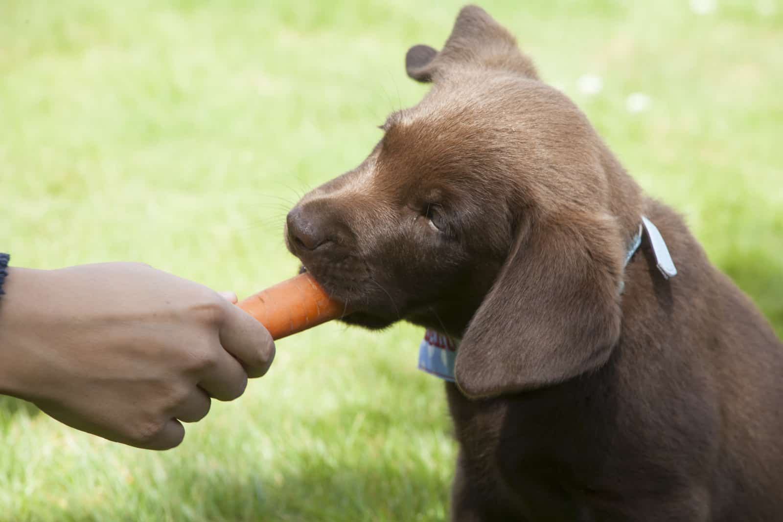 labrador puppy eats a carrot