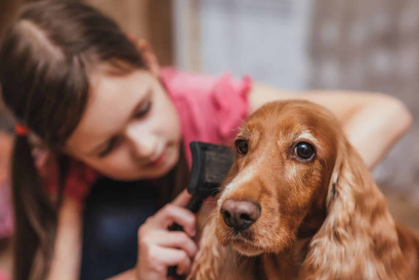 little girl brushing off the cocker spaniel hair