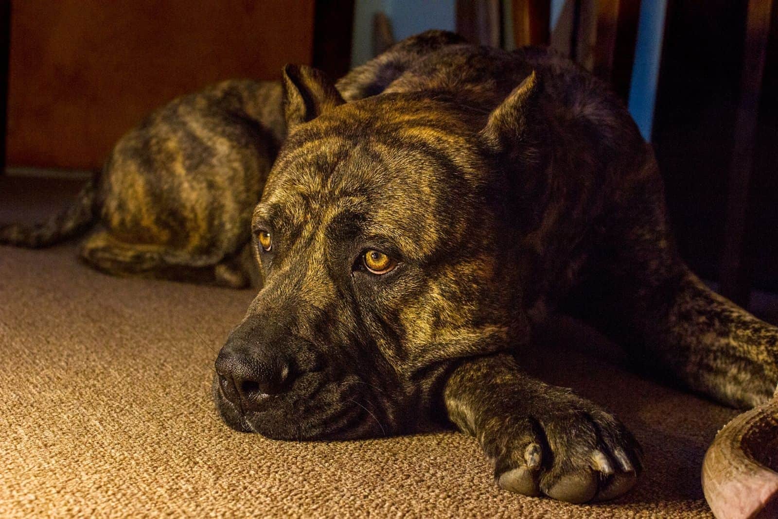 male presa canario puppy lying down on the carpet