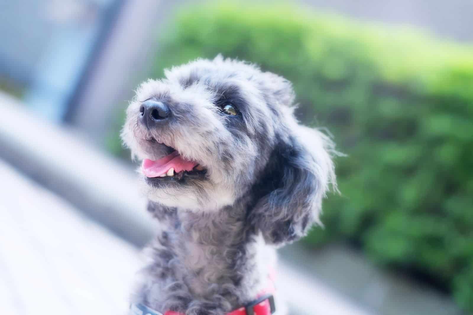merle toy poodle in head shot of an outdoor photography