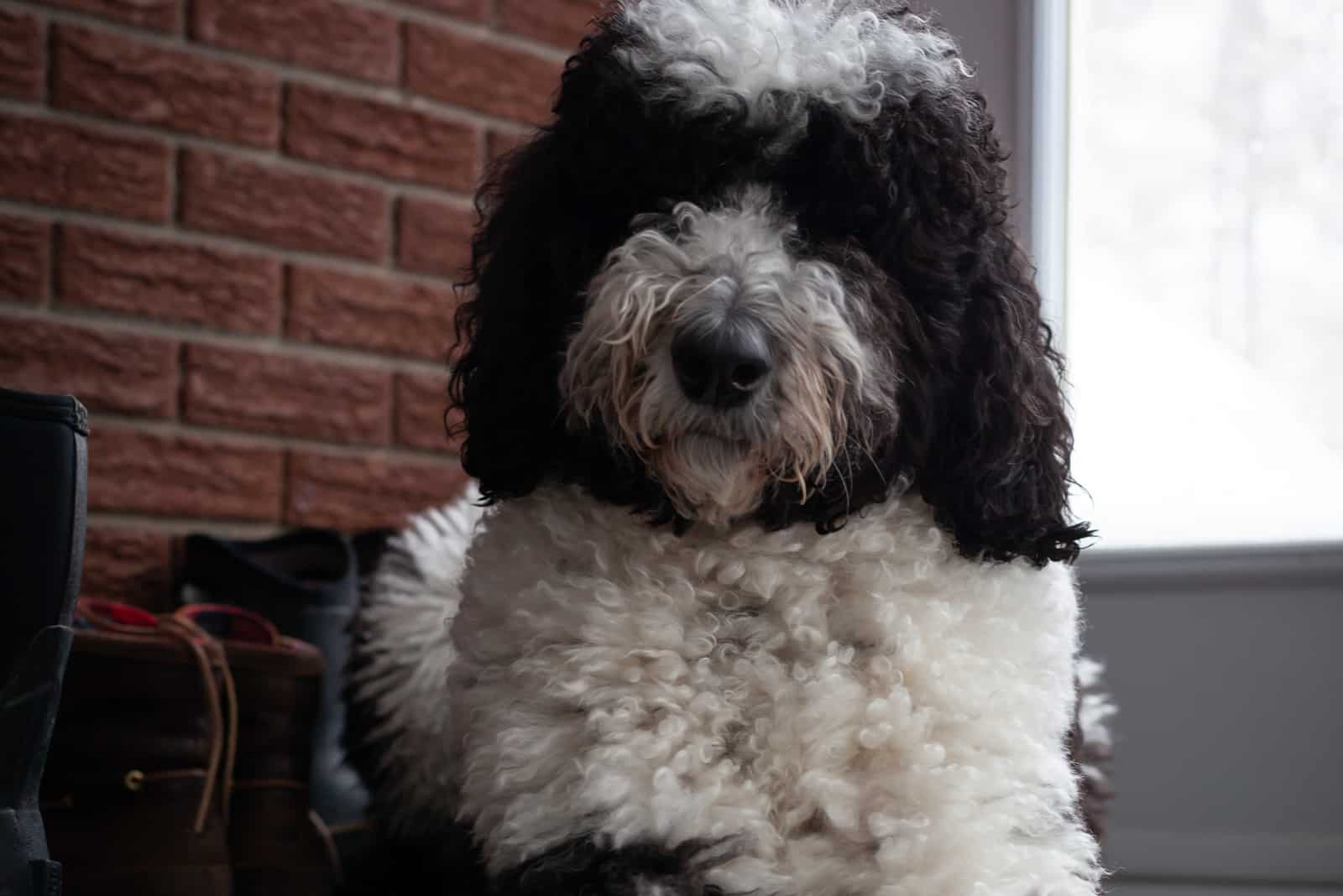 mini sheepadoodle sitting