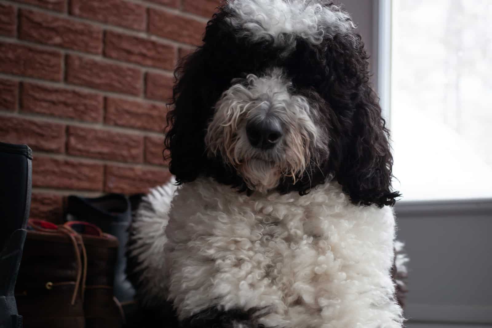 mini sheepadoodle sitting