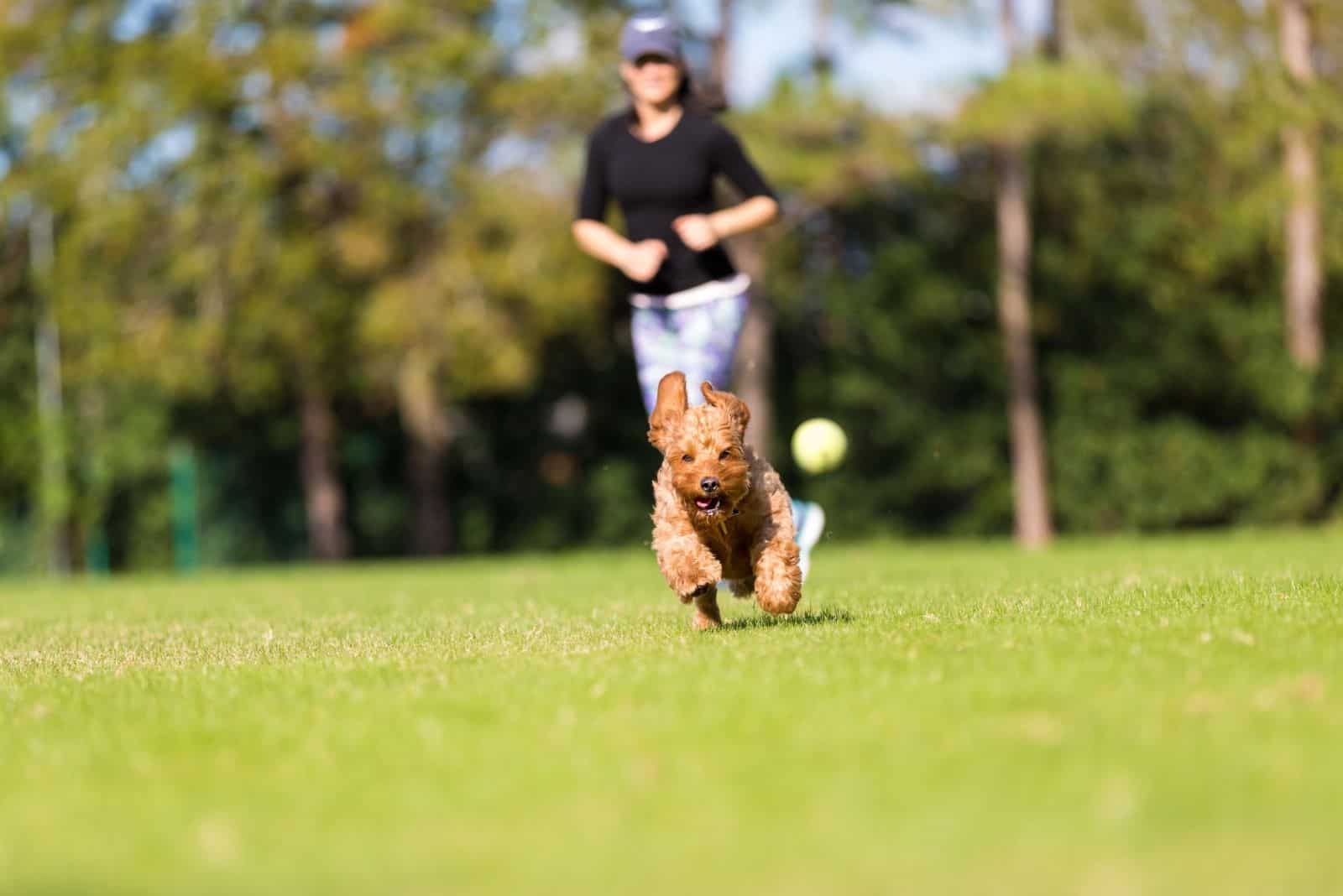 miniature goldendoodle playing fetch with a woman in the park