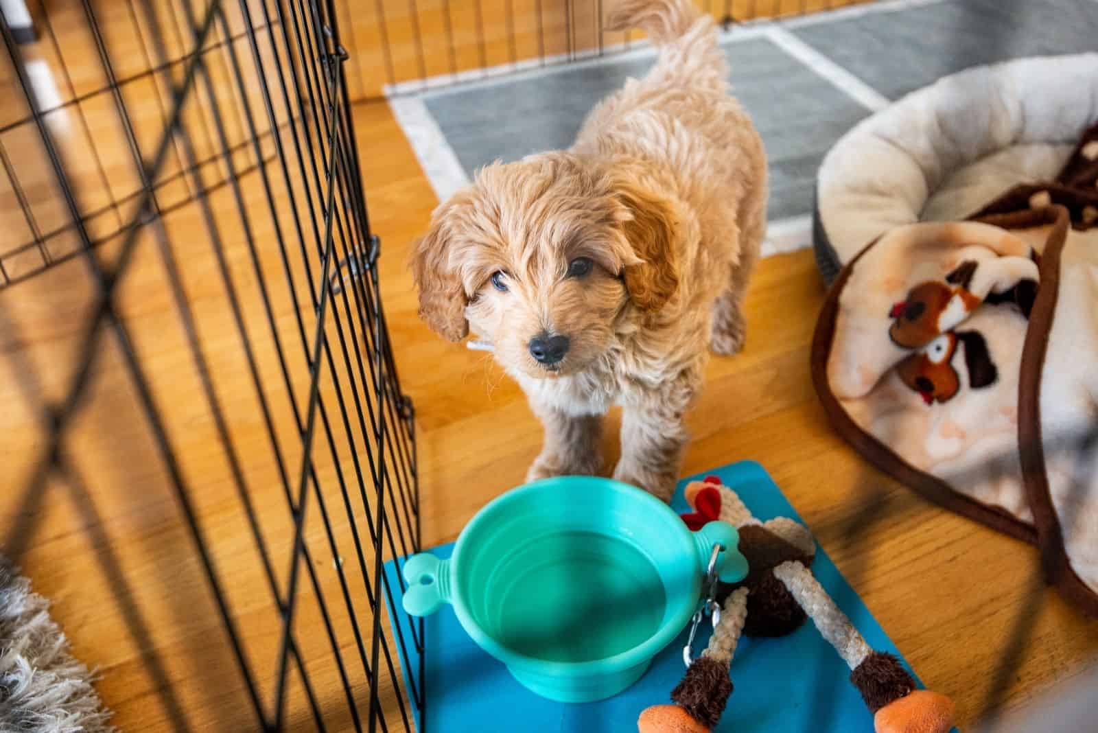 miniature goldendoodle puppy and potty training with x pen and pad and toys