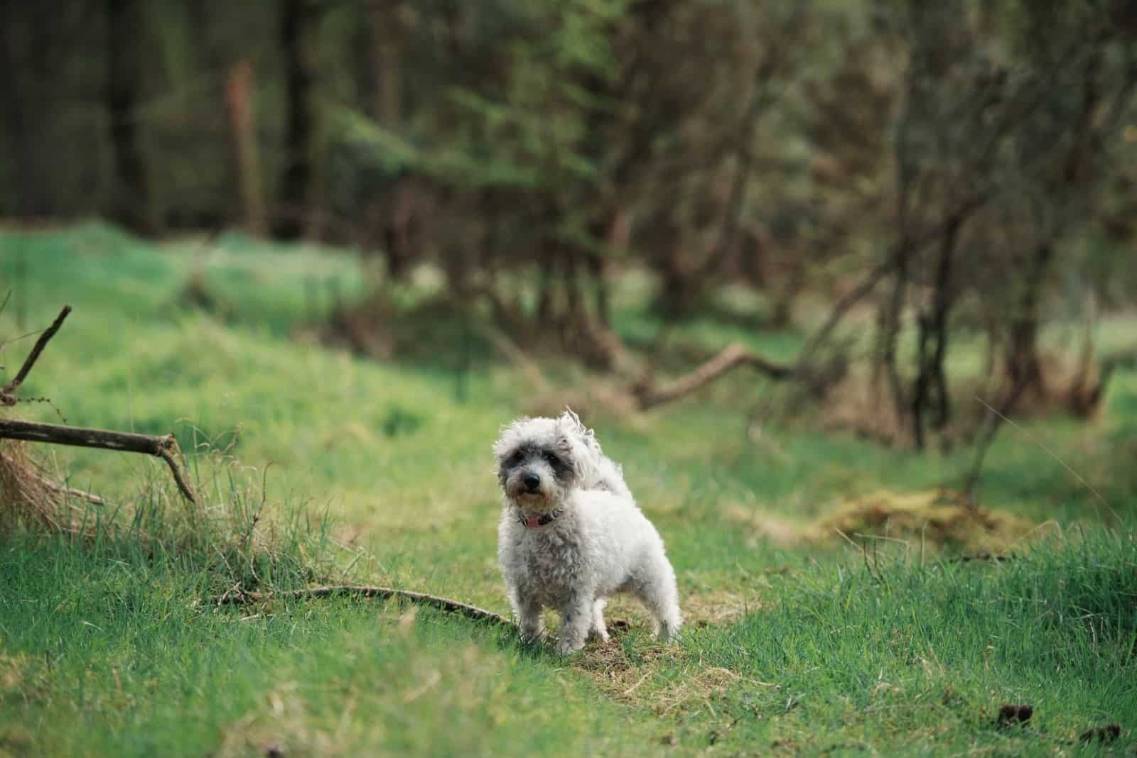 mixed breed poodle in the middle of the wilderness