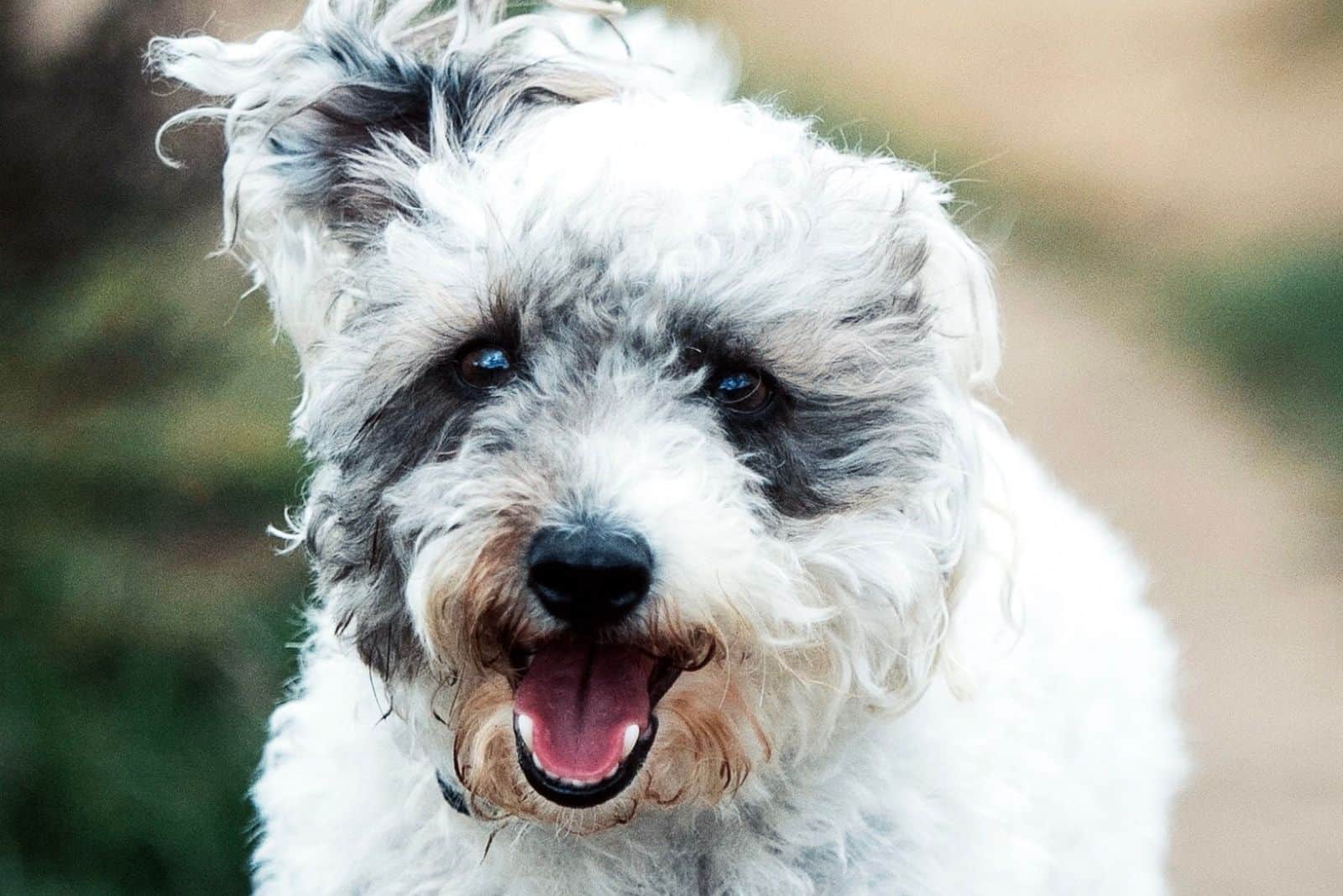 mixed merle poodle happily running in close up photography