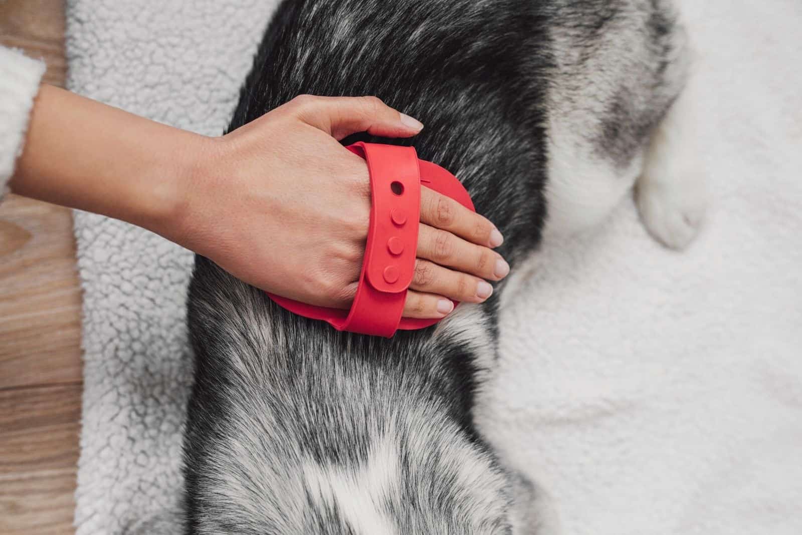 owner brushing fur of the dog lying down