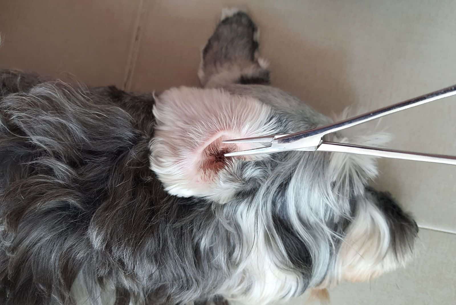 plucking hair from a dog’s ear