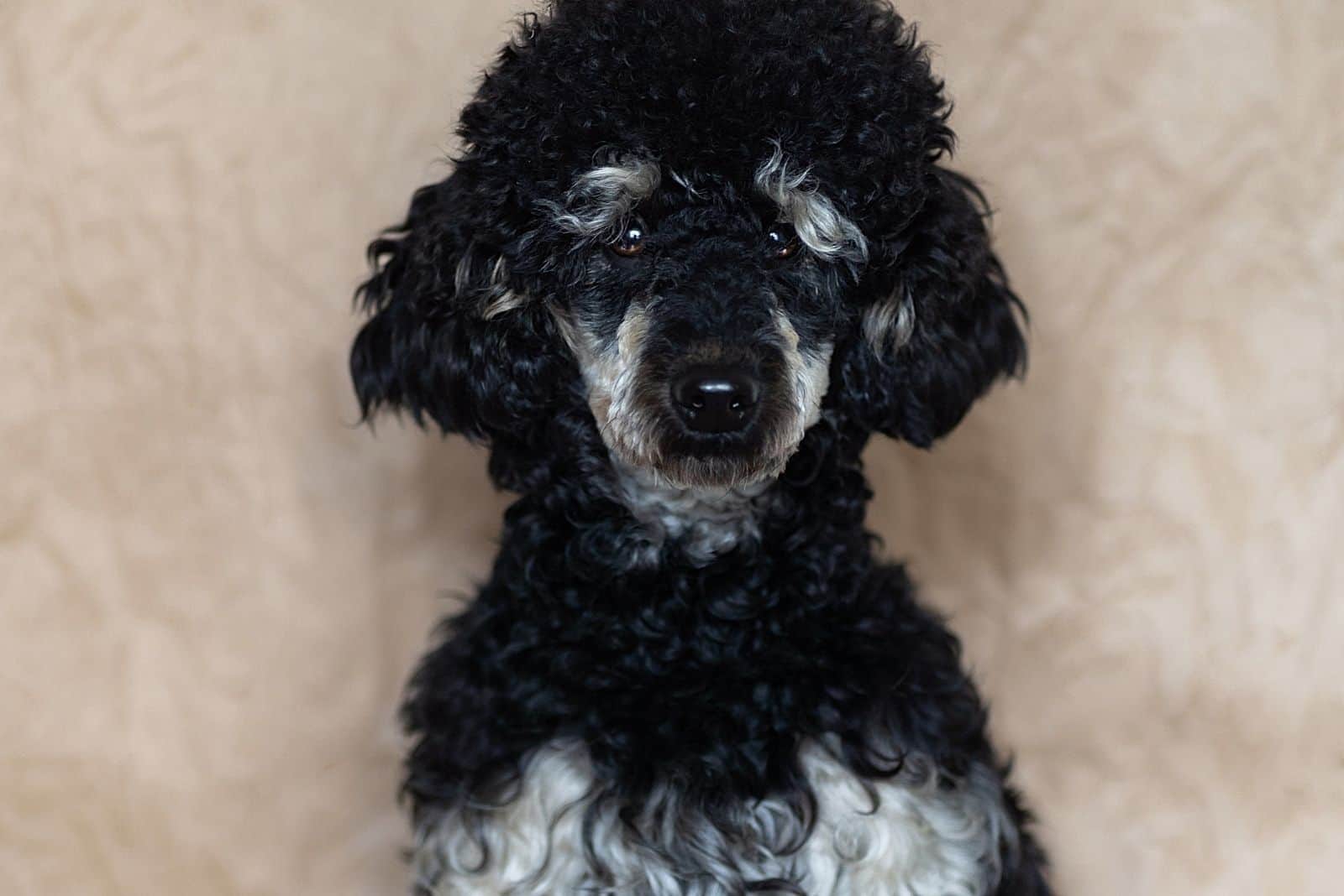 poodle phantom puppy sitting in a headshot