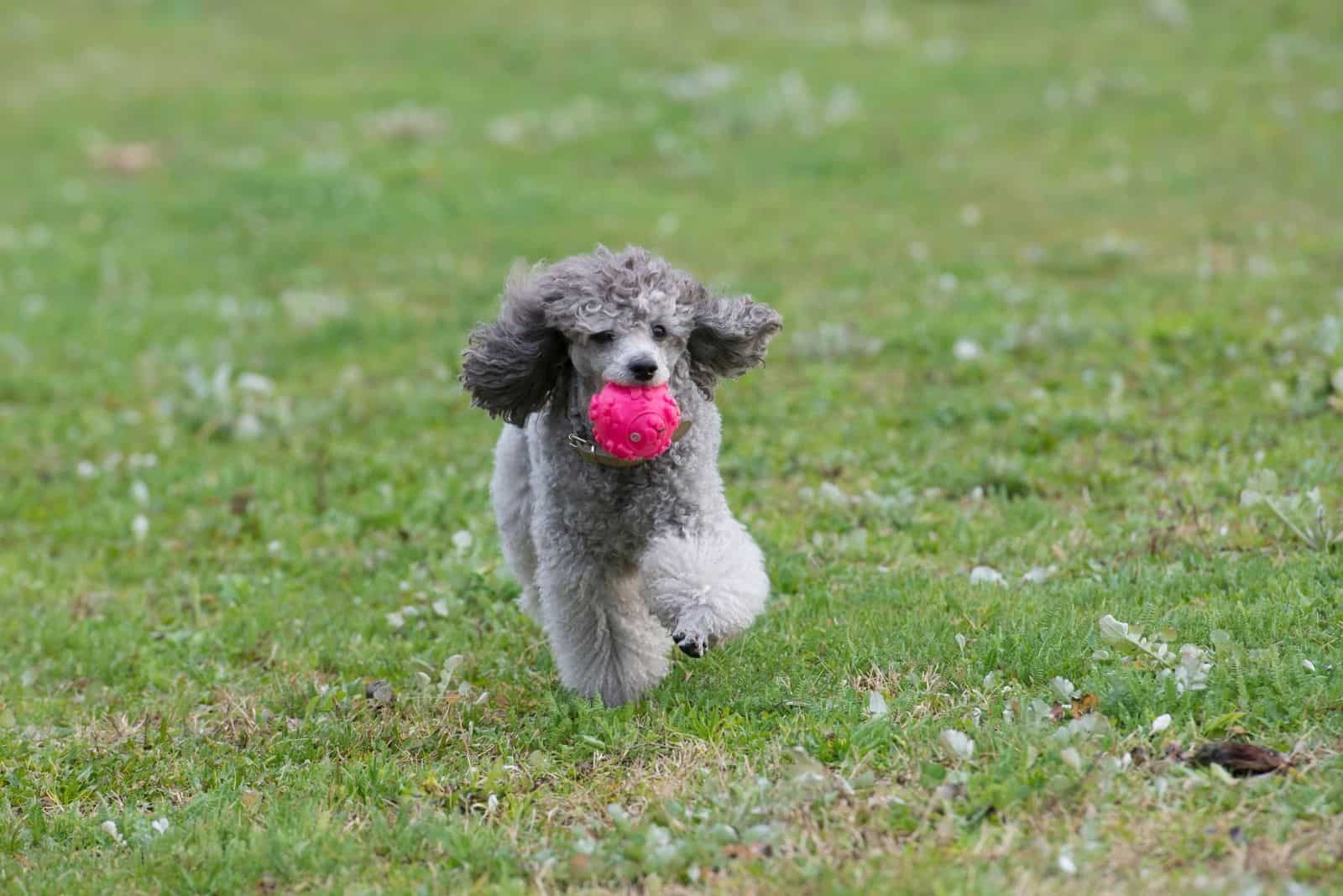 poodle playing in the field with a pink ball in its mouth and running