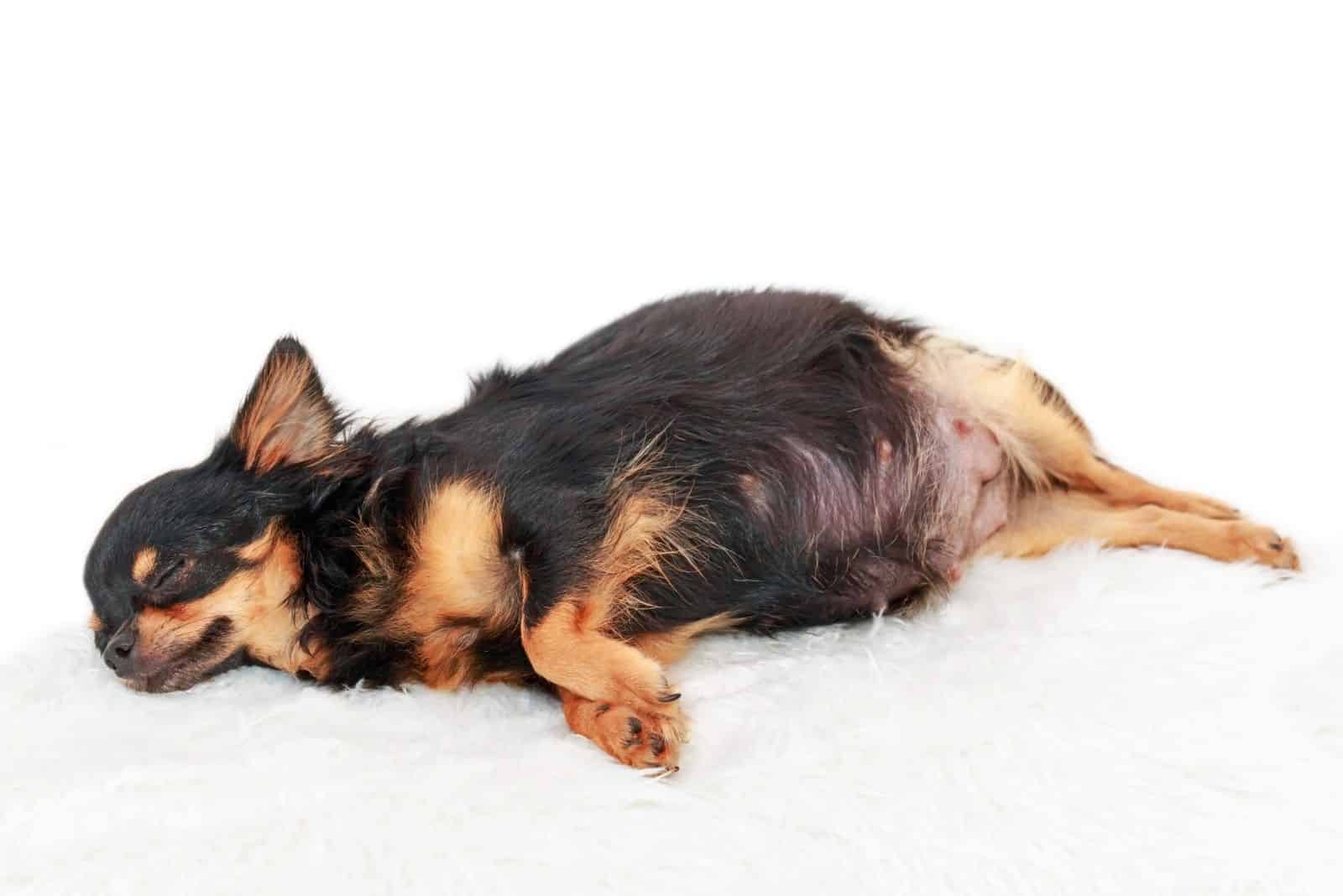 pregnant chihuahua dog lying down in a white rug
