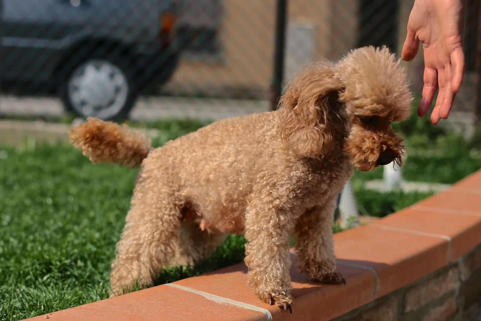 pregnant red poodle next to its owner's hand outdoors