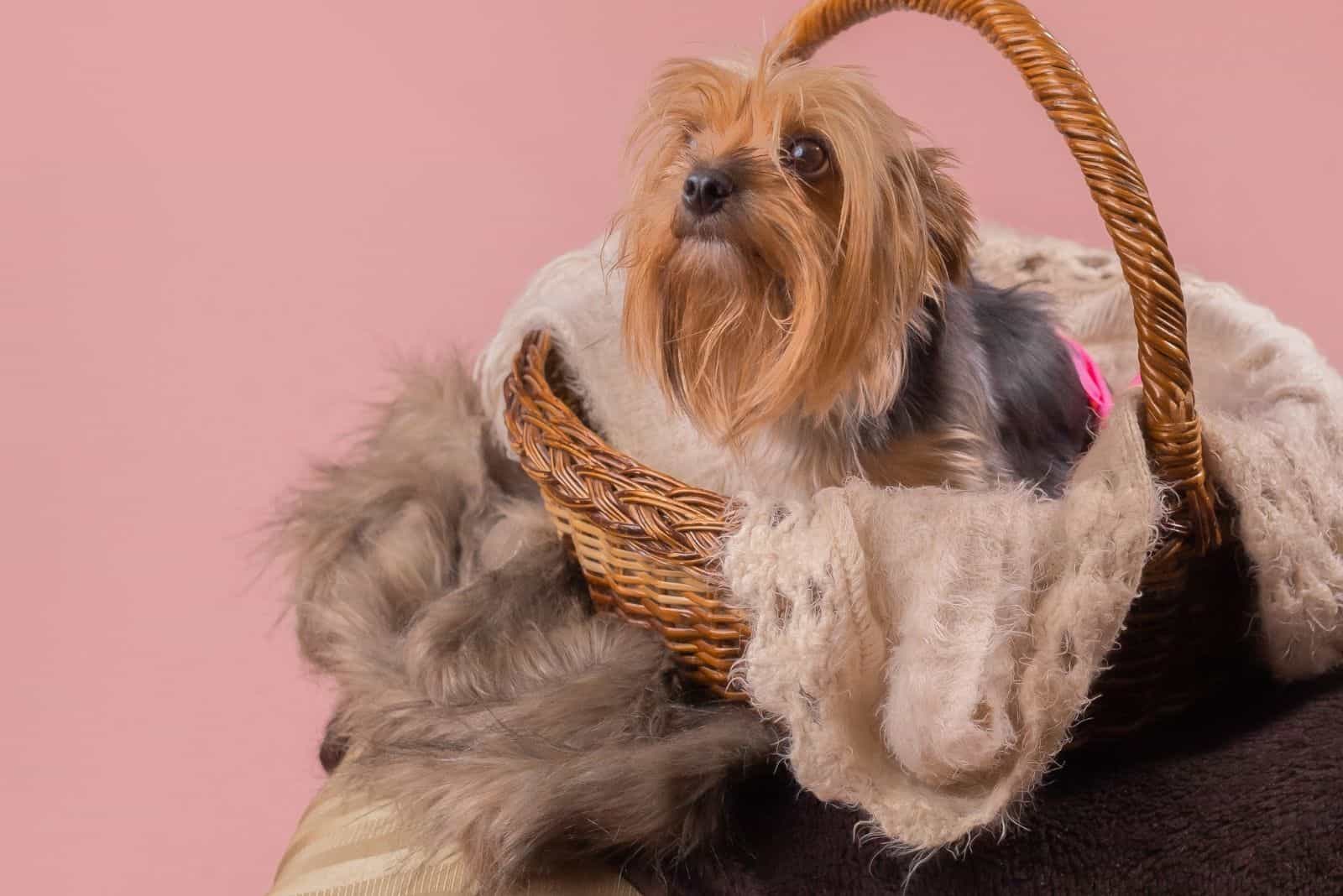 pregnant yorkshire pet placed inside a basket with knitted cloth on pink background